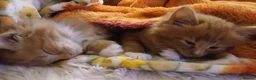 British Longhair cats for sale: Medium haired ginger kittens - Advert 5