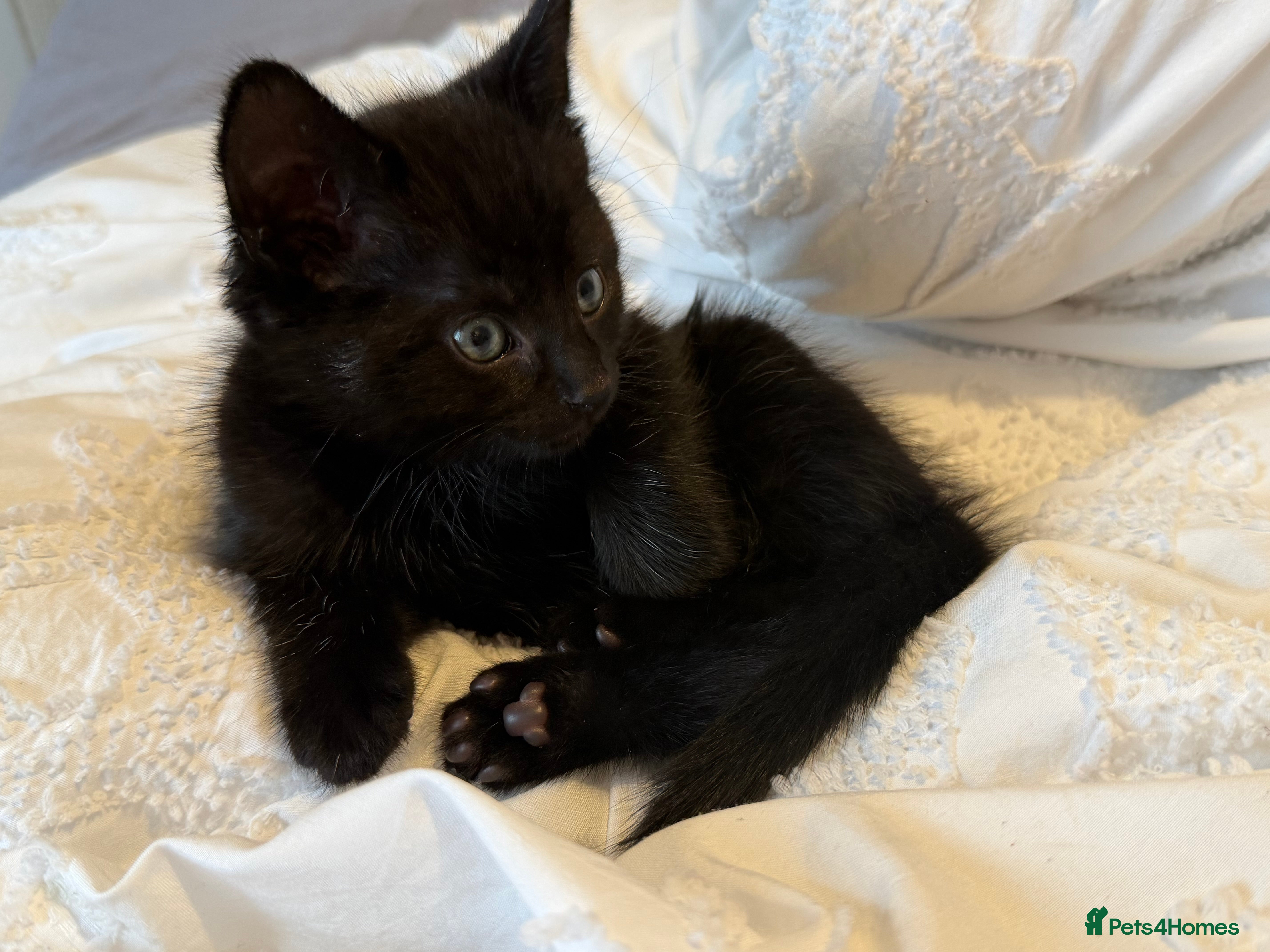 Mixed Breed cats 8 week old female kitten  - Advert 1