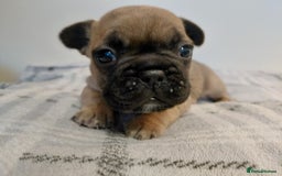 French Bulldog dogs for sale: French bulldog puppies - Image 10