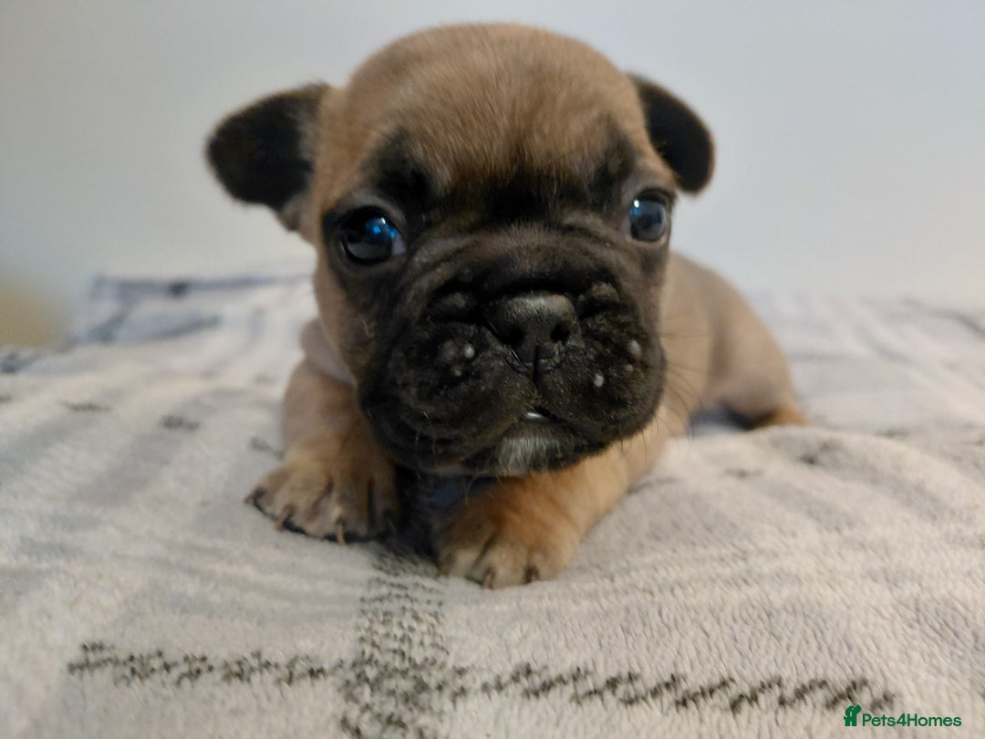 French Bulldog dogs for sale: French bulldog puppies - Image 10