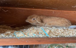 Mini Lop rabbits for sale: 3 beautiful girl baby bunnies  - Image 17