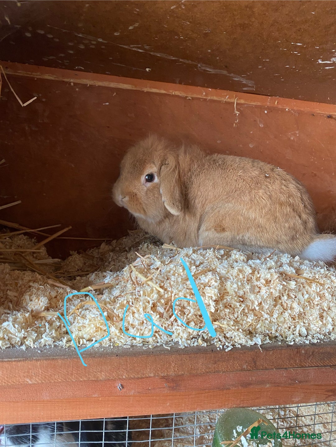 Mini Lop rabbits for sale: 3 beautiful girl baby bunnies  - Image 17