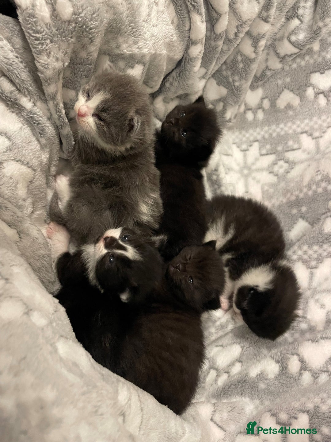 Mixed Breed cats for sale: Only 1 Black Girl and 1 Black boy left! - Advert 5