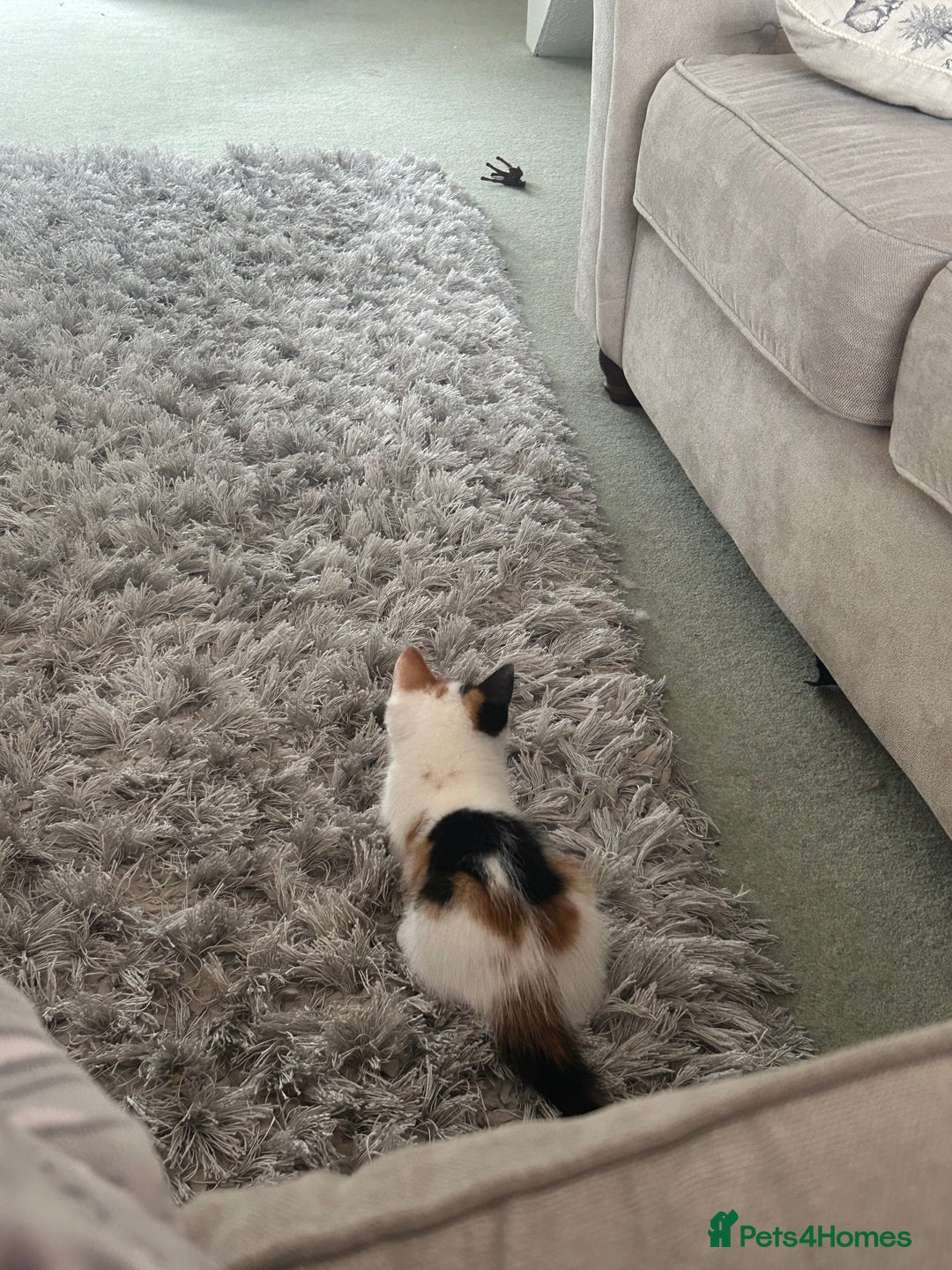 Mixed Breed cats for sale: Beautiful Tortie Female kitten  - Image 5
