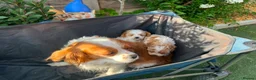 Cavapoo dogs for sale: CAVAPOO 2 females left - Advert 4