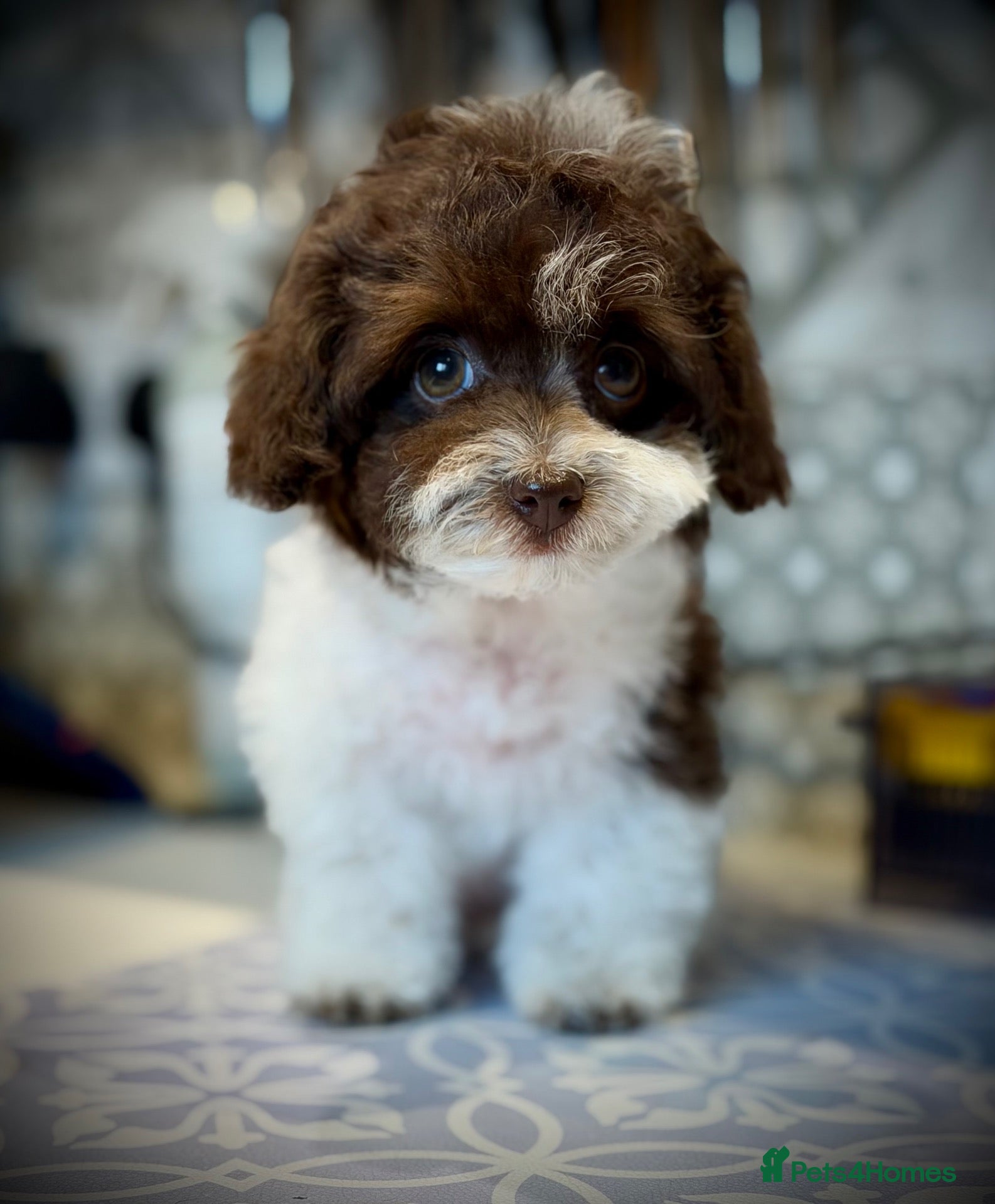 Toy Poodle dogs 🐾 Last 2 Gorgeous Asian Poodle Puppies! 🐾 - Advert 2