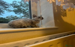 Bengal cats for sale: 3 Bengal kittens are looking for a new home 🏠 🐾 - Image 1