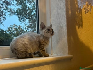 Bengal cats - Advert 1