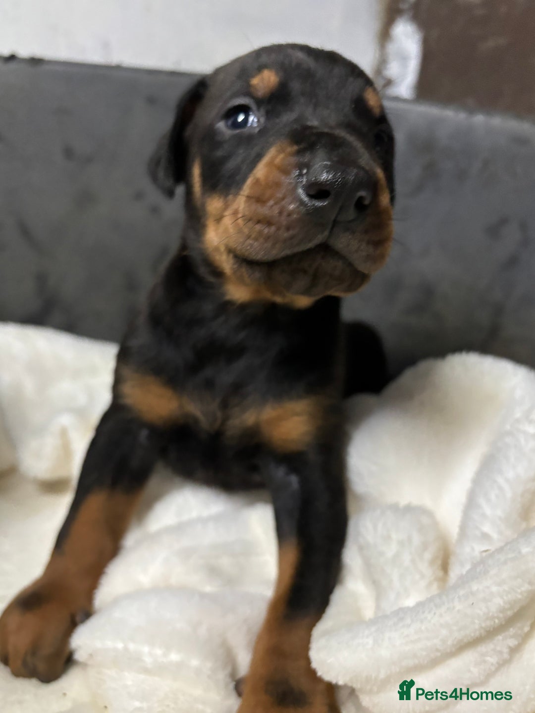 Dobermann dogs for sale: Stunning KC Dobermans champion bloodlines  - Advert 18