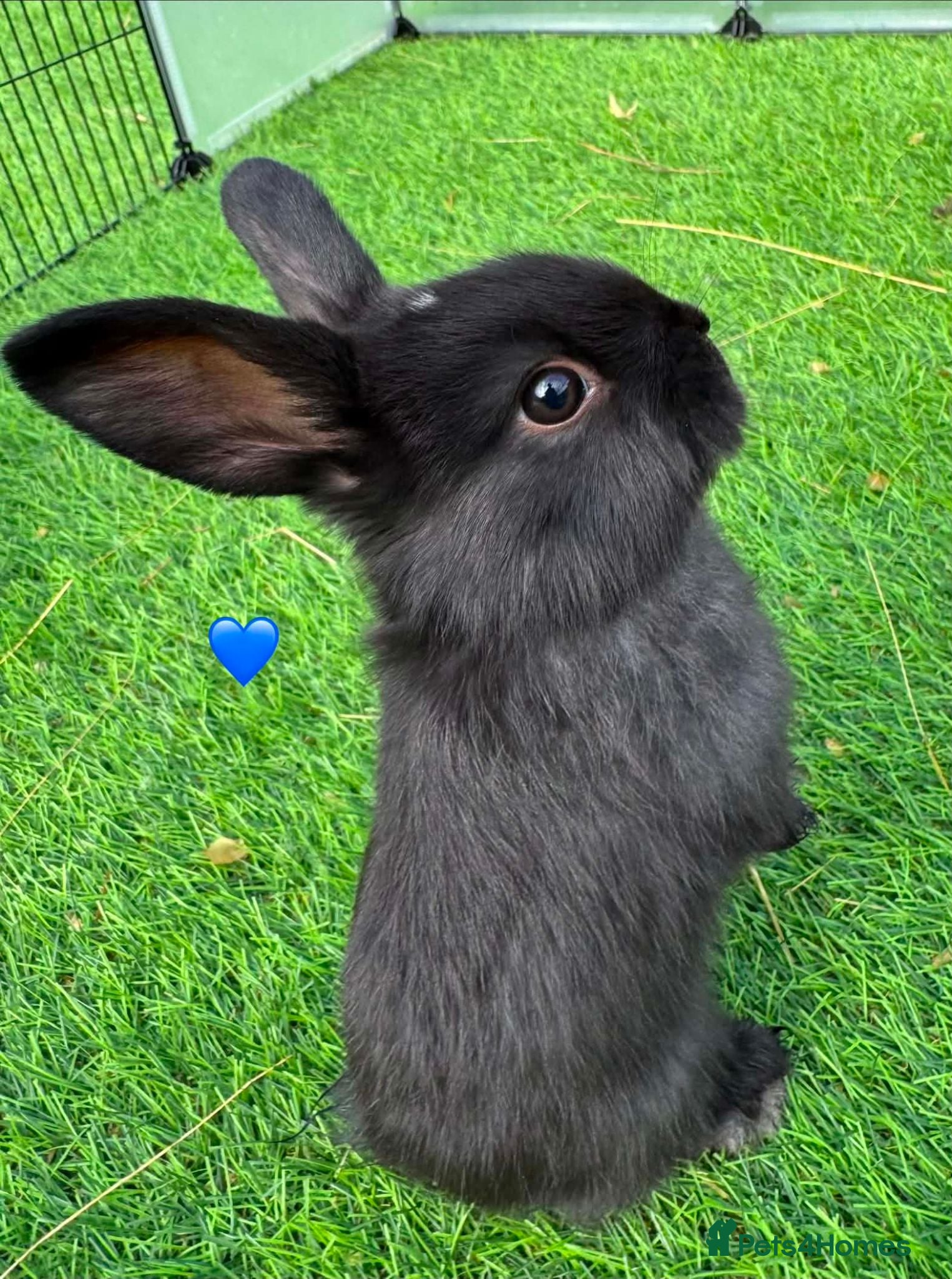 Mini Lop rabbits Mini lops - Advert 2