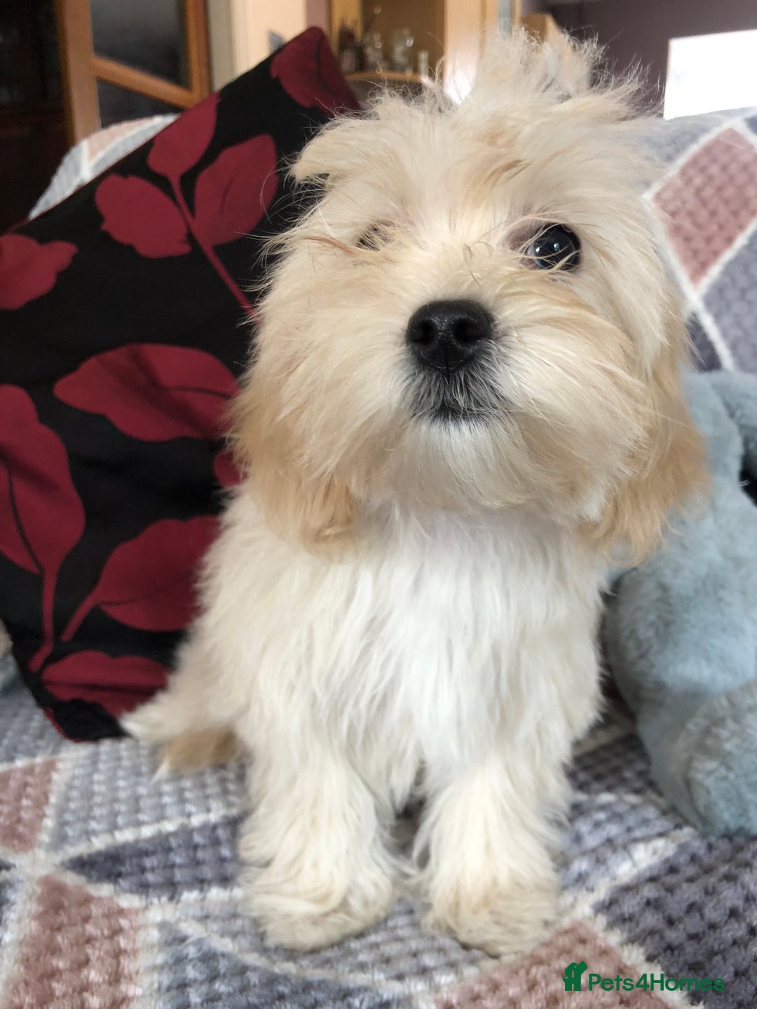 Maltipoo dogs for sale: maltipoo puppies for sale  - Image 14