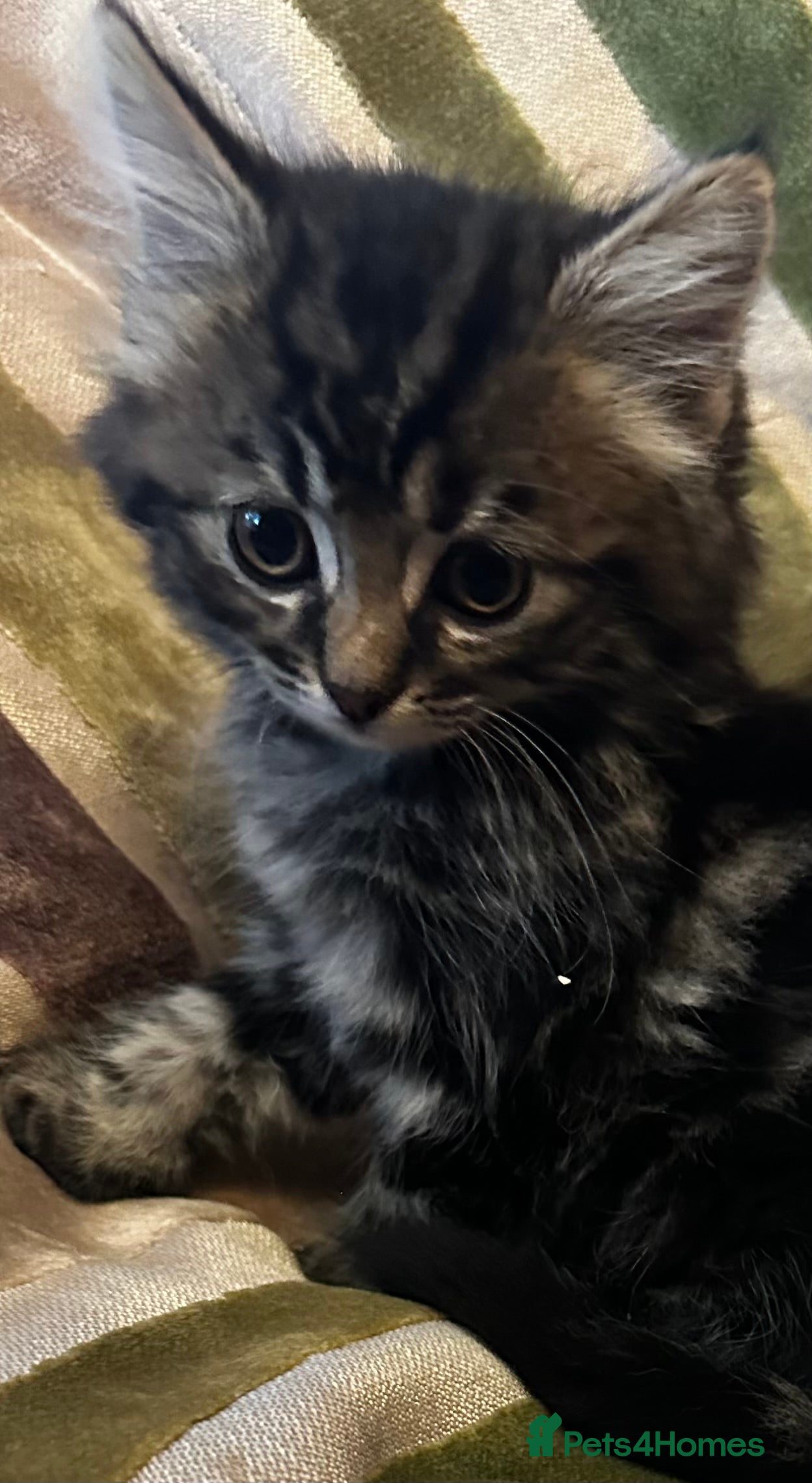 Mixed Breed cats Stunning kittens ready now  - Advert 2
