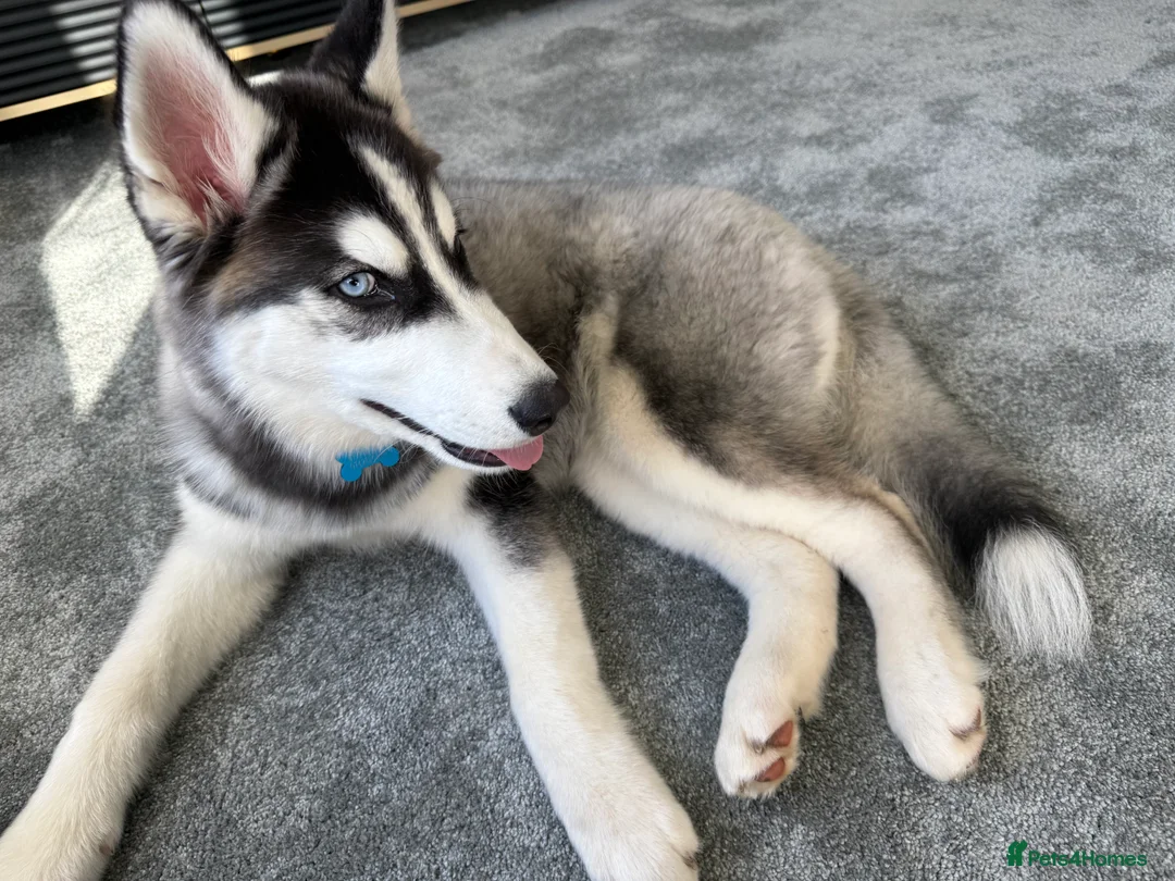 Siberian Husky dogs for sale: Gorgeous bi eyed male husky  - Advert 2