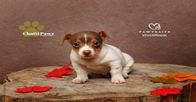 Jack Russell dogs - Advert 7