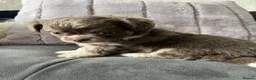 Chihuahua dogs for sale: KC LONG HAIRED CHIHUAHUA  - Advert 4