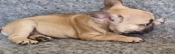 French Bulldog dogs for sale: Classic Fawn French bulldog - Advert 4