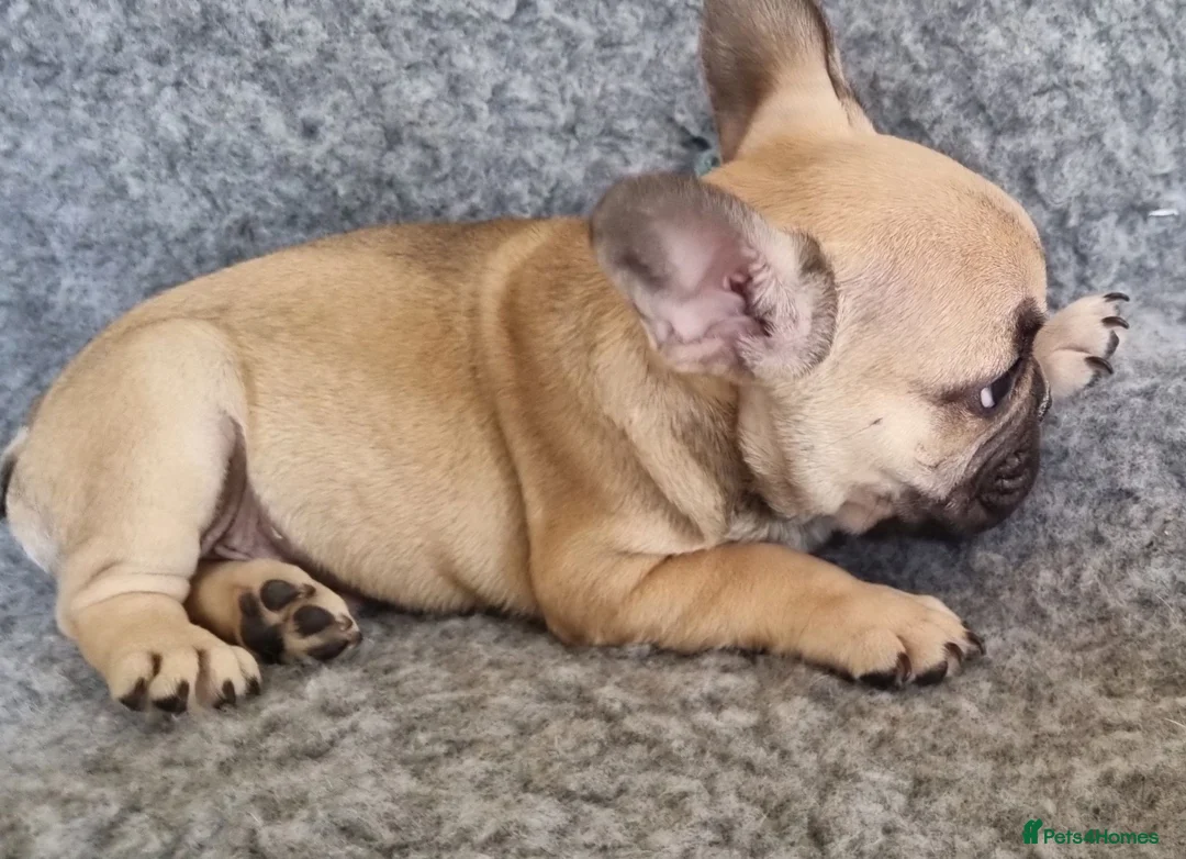 French Bulldog dogs for sale: Classic Fawn French bulldog - Advert 4
