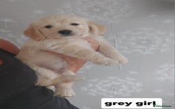 Labradoodle dogs for sale: Beautiful labradoodle pups  - Image 17