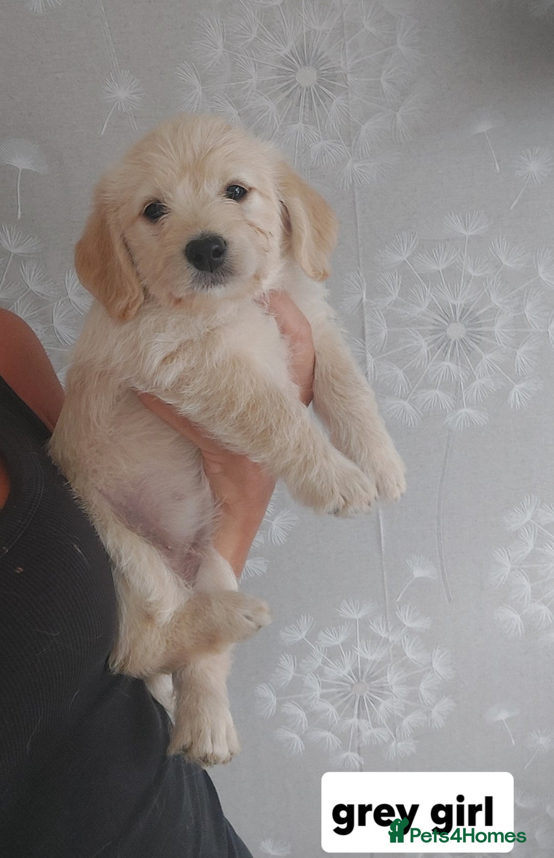 Labradoodle dogs for sale: Beautiful labradoodle pups  - Image 17