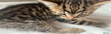 Bengal 1