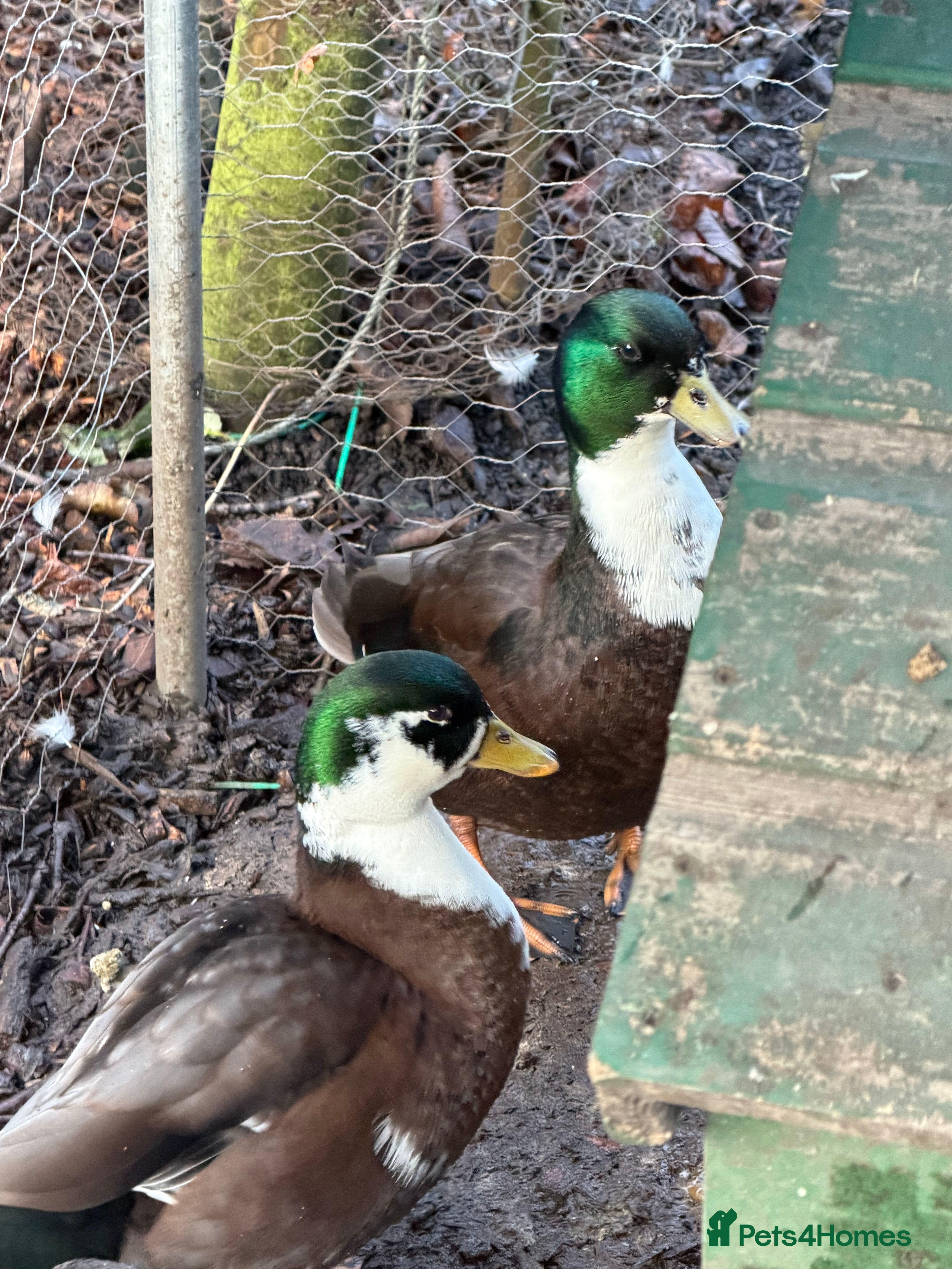 Ducks poultry Make grey call Duck - Advert 2