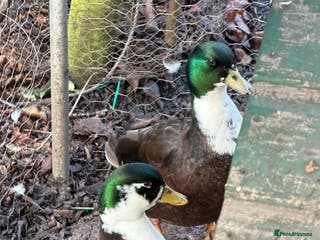 Ducks poultry Make grey call Duck - Advert 11