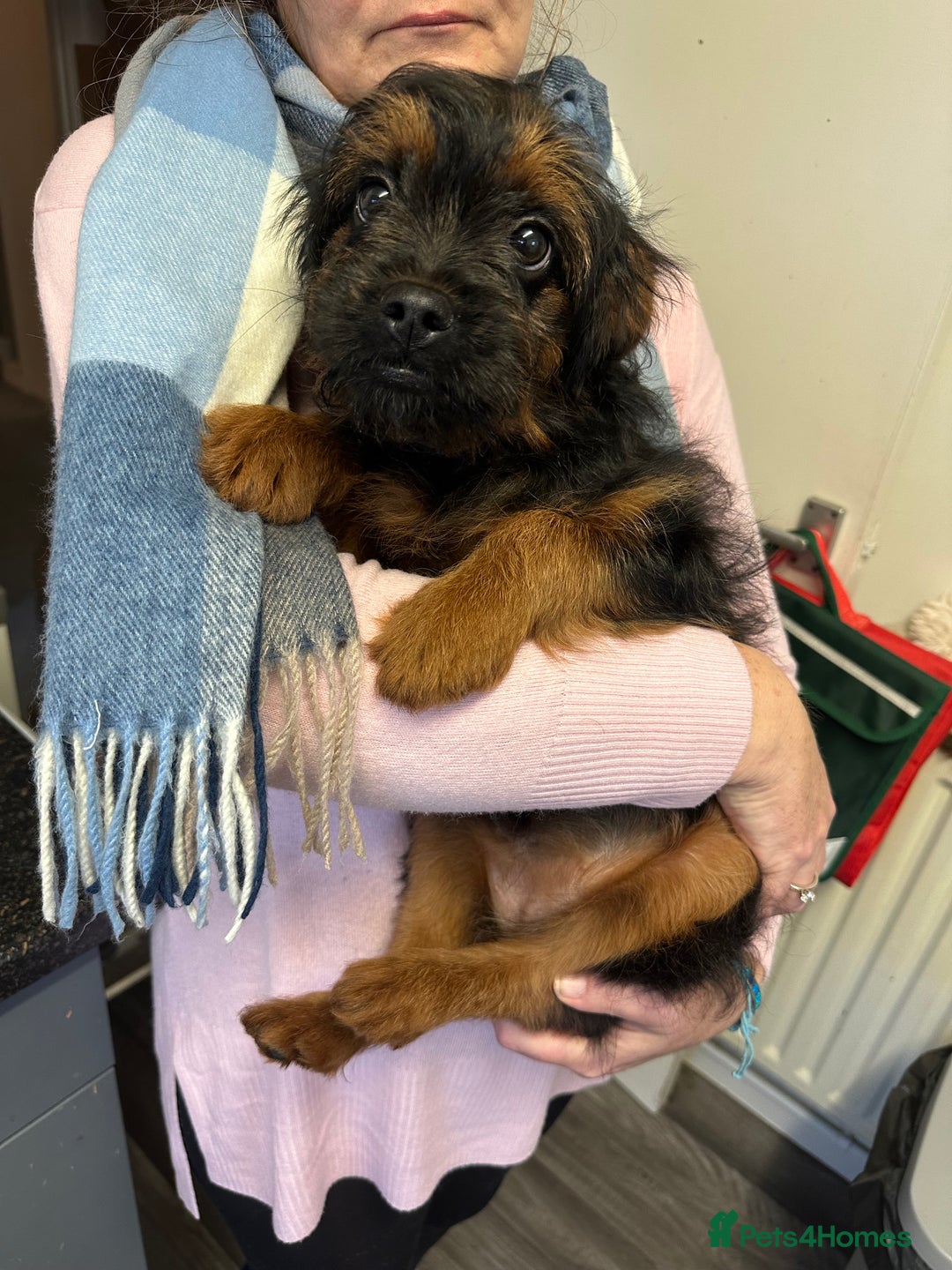 Mixed Breed dogs for sale: French bulldog/poodle  - Advert 2