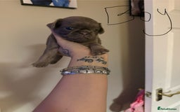 Pug dogs for sale: fluffy pug puppies  - Advert 5