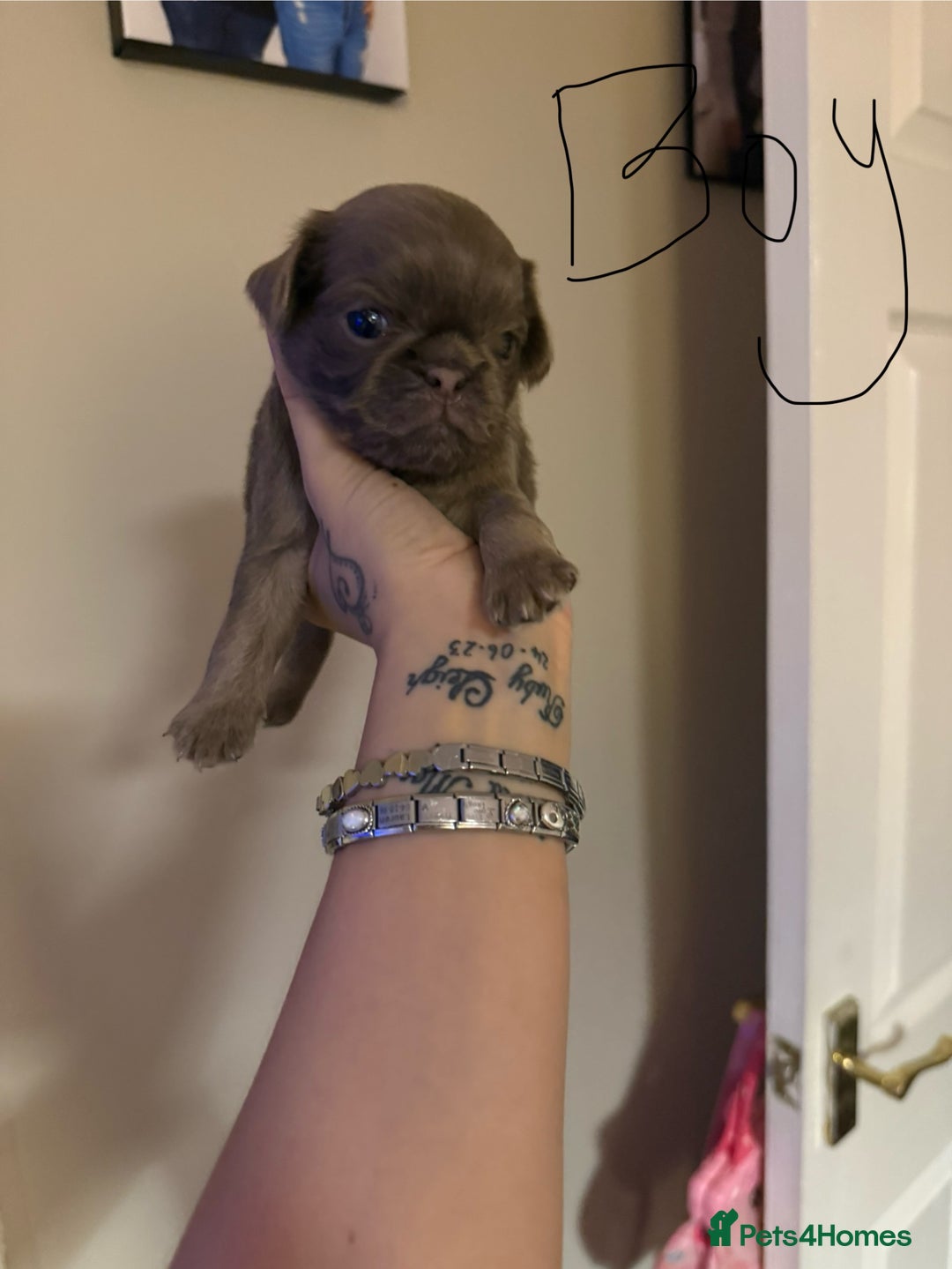 Pug dogs for sale: fluffy pug puppies  - Advert 5