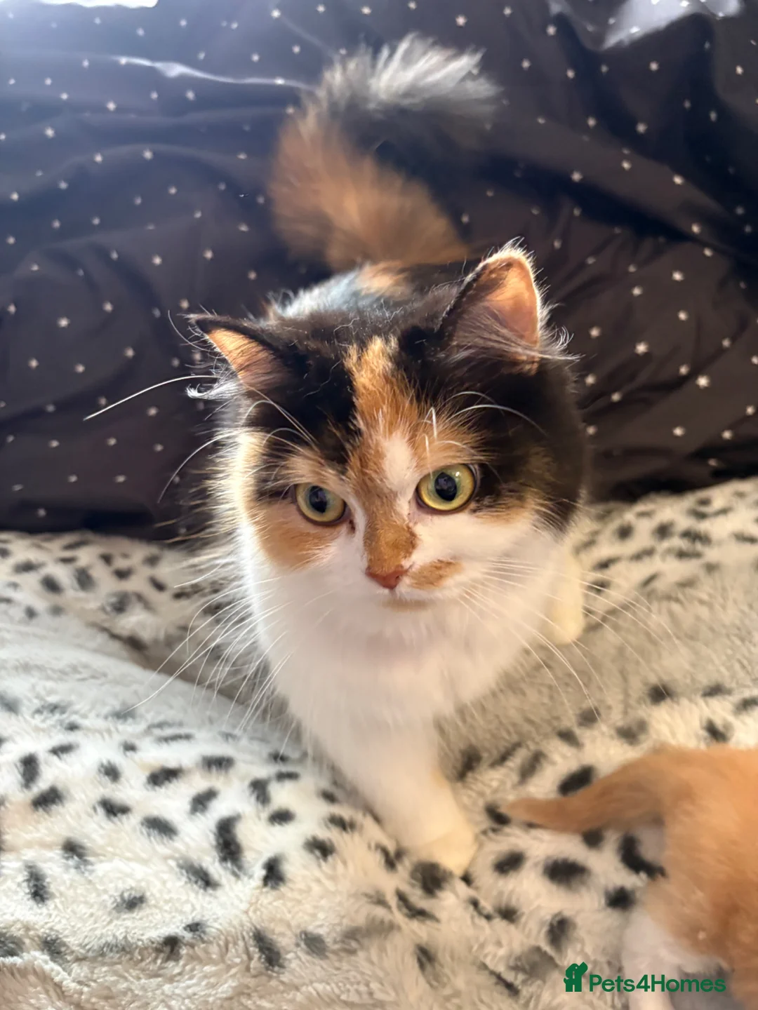 British Longhair cats for sale:  British long hair x in Dereham - Advert 4