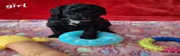 Mixed Breed dogs for sale: Stunning litter of cavapoochon puppys  - Advert 4