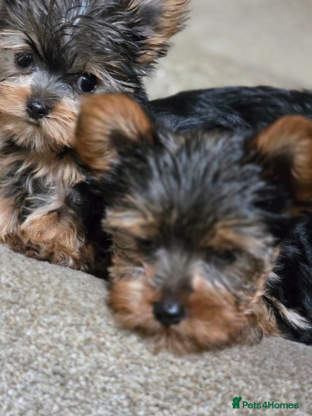 Yorkshire Terrier dogs for sale: 🌸 🐶Adorable Puppies Looking for Homes 🌸 - Image 3