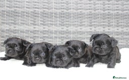 Mixed Breed dogs for sale: French bulldog X imperial shih tzu  - Image 6