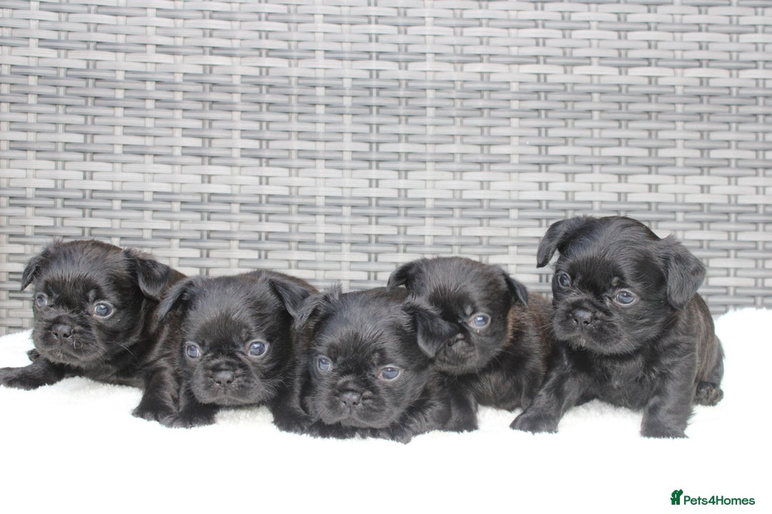 Mixed Breed dogs for sale: French bulldog X imperial shih tzu  - Image 6