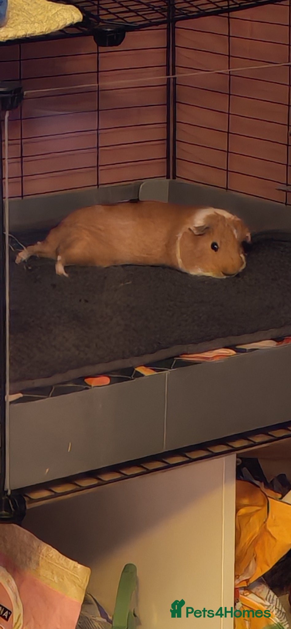 Guinea Pig rodents for sale: 2 Male guinea pigs + Kavee cage and accessories.  in Purley - Advert 3
