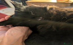 Mixed Breed cats for sale: Squib 🤍& Mort 🖤 - Image 3