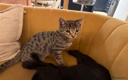 Bengal cats for sale: Stunning Bengal Kittens - Image 4