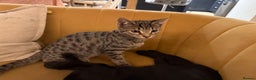 Bengal cats for sale: Stunning Bengal Kittens - Advert 4