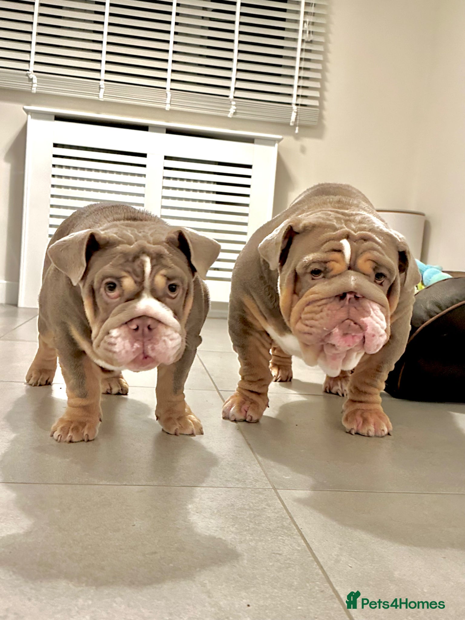 English Bulldog dogs for sale: 14 months old English Bulldog and 7 months old gir - Advert 14