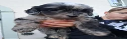 Mixed Breed dogs for sale: Patterpoos - Advert 17