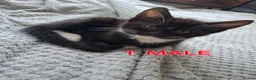 Mixed Breed cats for sale: Playful & Loving Kittens Ready Now  - Advert 13