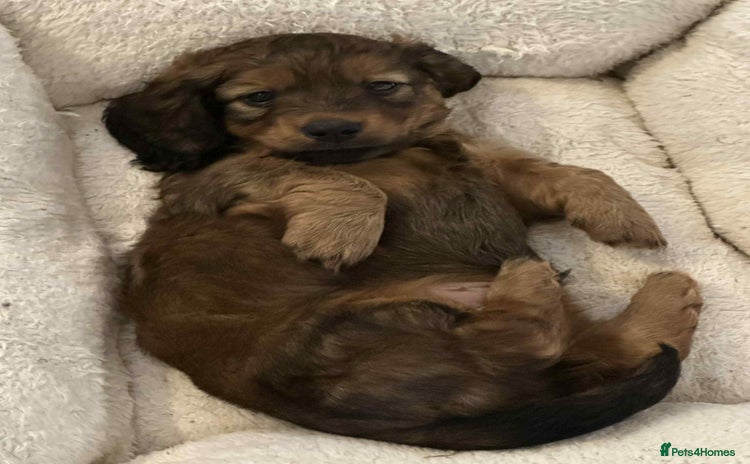Dachshund dogs - Advert 3