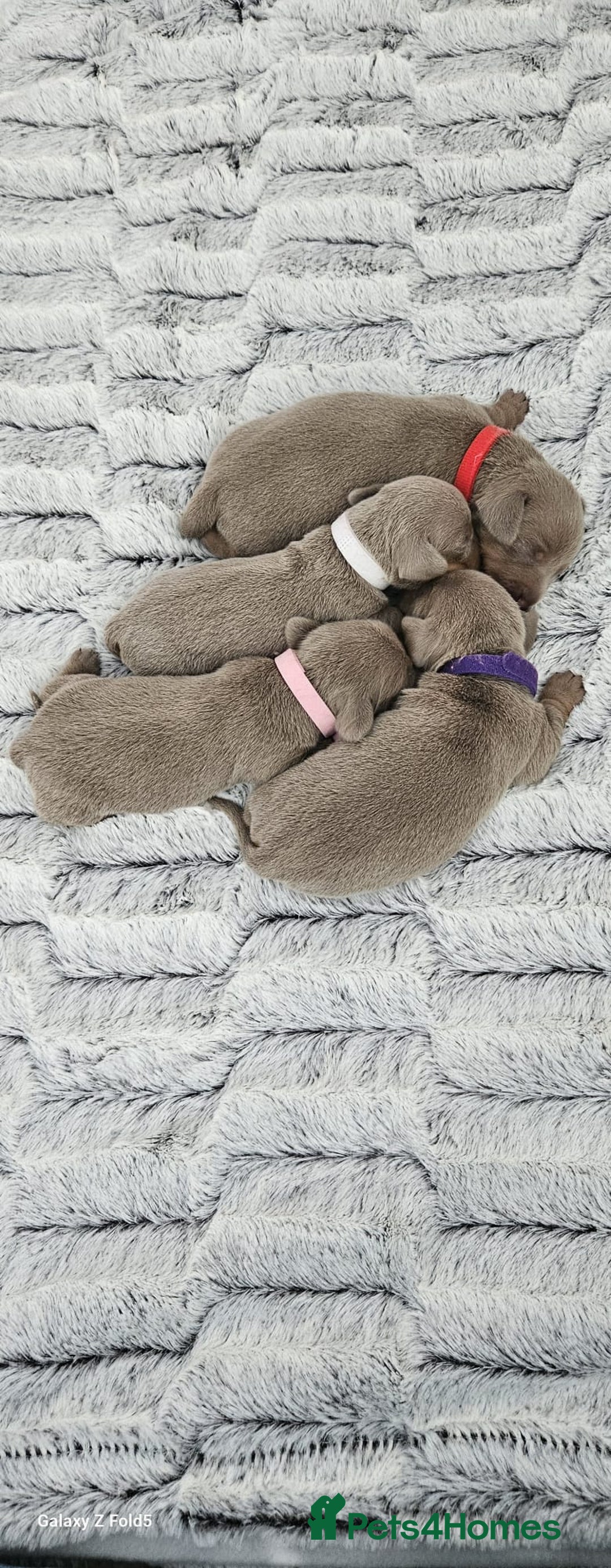 Miniature Dachshund dogs for sale: Isabella and tan miniature dachshunds - Image 4