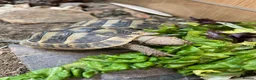 Hermann Tortoise reptiles for sale: Herman’s tortoise  in Nottingham - Advert 5