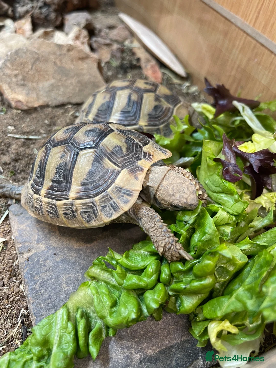Hermann Tortoise reptiles for sale: Herman’s tortoise  in Nottingham - Advert 5