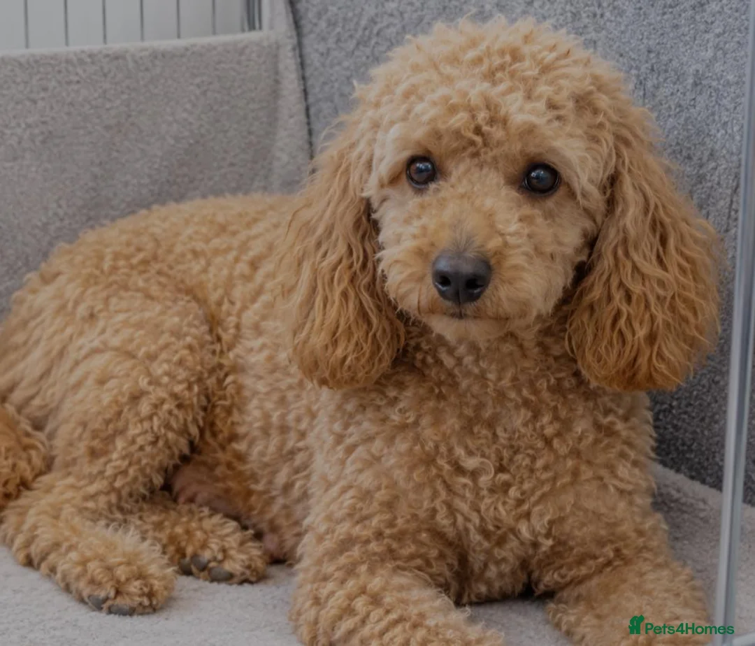 Maltipoo dogs for sale: Gorgeous Maltipoo Puppies – 4 Available  in Manchester - Advert 2