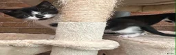 Mixed Breed cats for sale: Kittens  - Advert 2