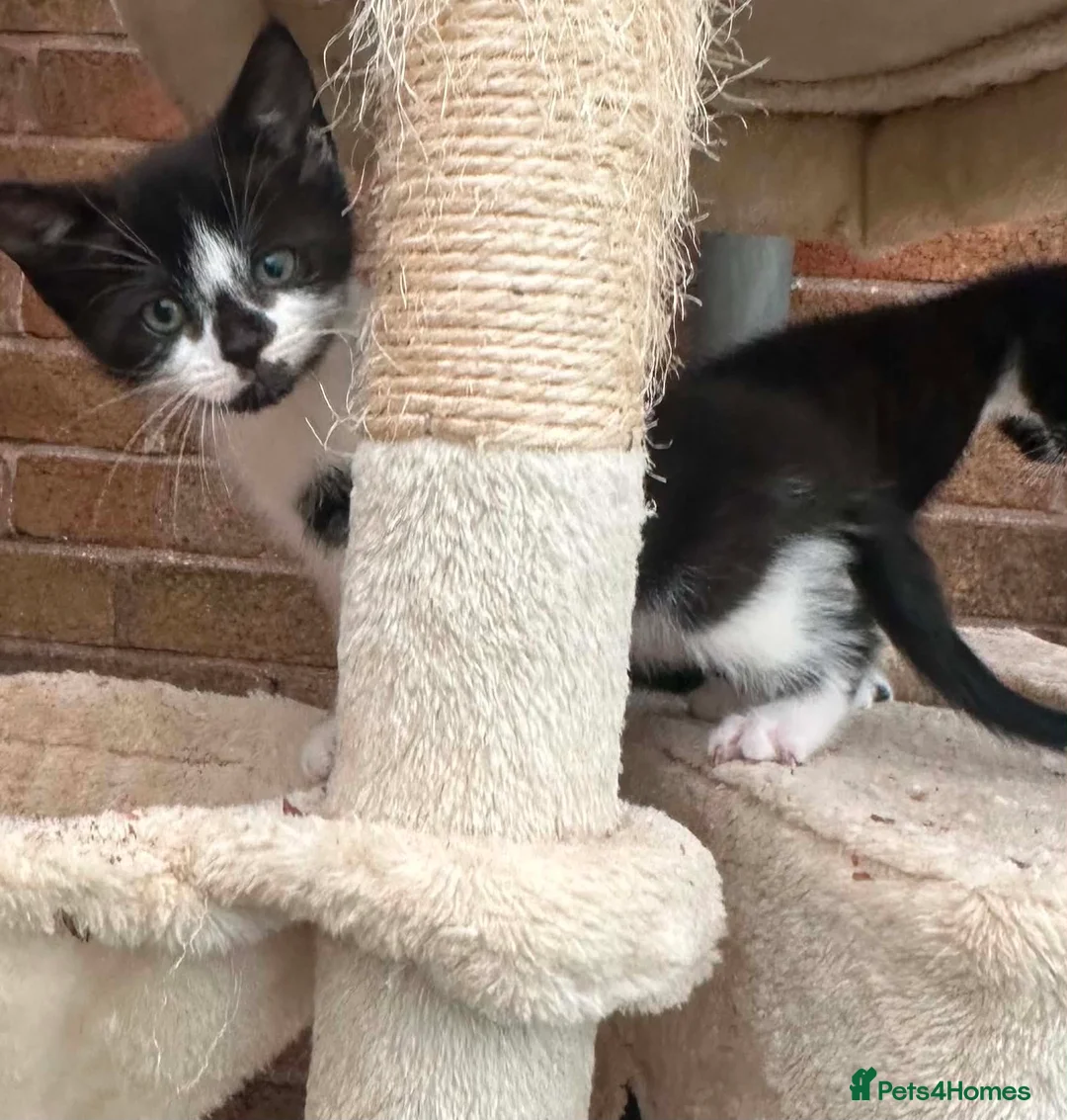 Mixed Breed cats for sale: Kittens  - Advert 2