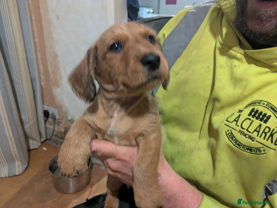 Dachshund dogs for sale: Wire Haired dachunds - Advert 21