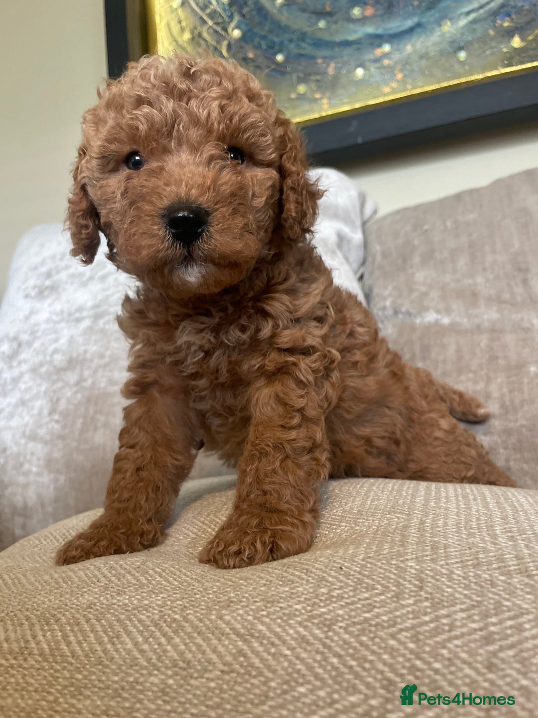 Cavapoo dogs for sale: F1b Cavapoos - Image 16